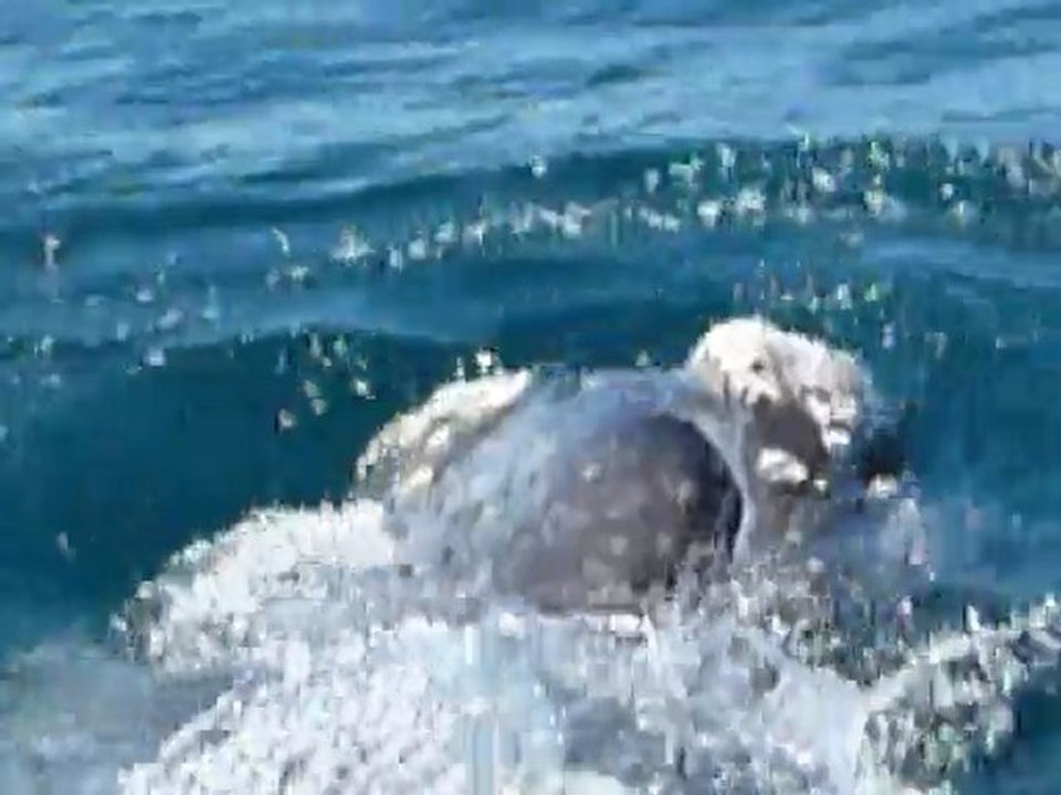[Argentine - Penisula Valdes] Baleines