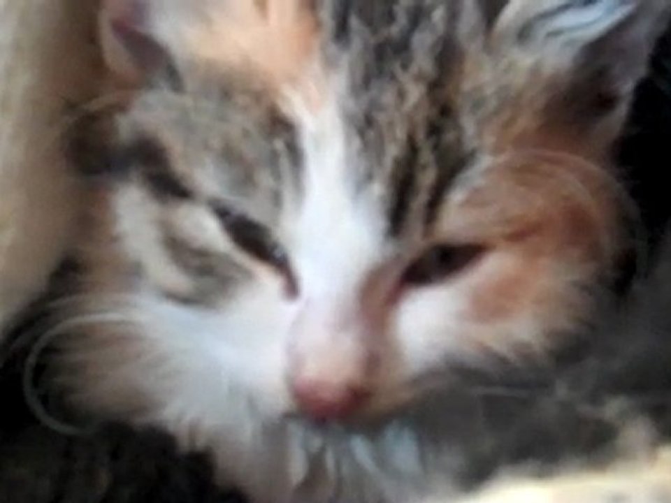 Trop mignon le chat !