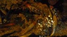 GOLDEN FISHES!..