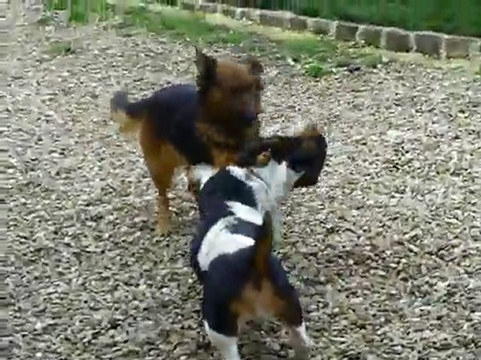 les chiens