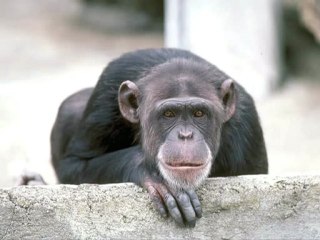 Mandaları Karaman Roman Havası Balkanlıyız Balkancıyız