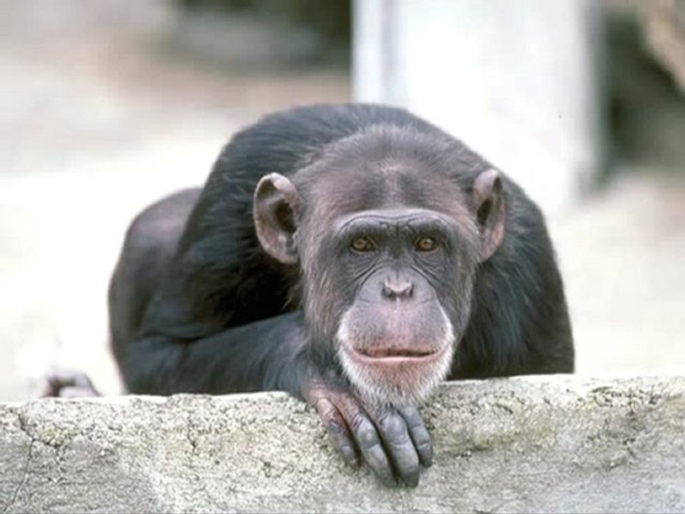 Mandaları Karaman Roman Havası Balkanlıyız Balkancıyız