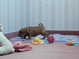 E'WOU-KI DES MING WAY