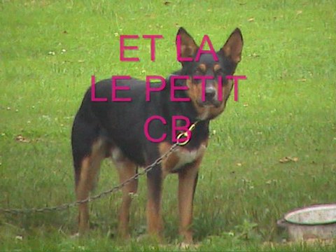 pour la joie de tous ses animaux ,sauvés de l'abandon