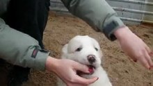 Сука, дочь Лакшми и Ширхана, голова