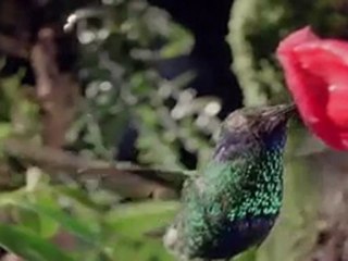 LE SECRET Planete terre