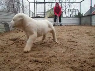 Кобель1, сын Лакшми и Ширхана