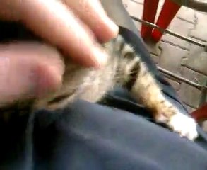 cats pets Kediler pisiler