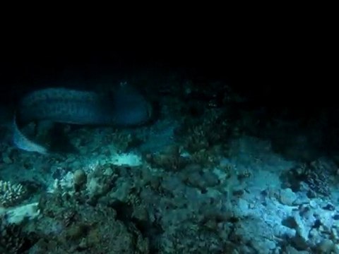 Murène géante de nuit_12 2009