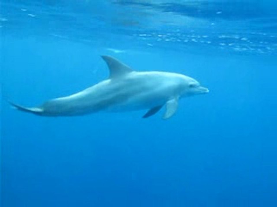 2 Dauphins en surface_12 2009