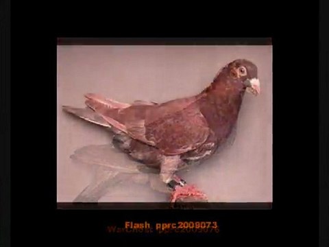 Pigeon Pals Daily Racing Club News 153