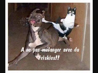 Promo de Nihon Tai-Jitsu: remake de la pub Friskies