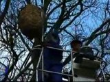 Haro sur le frelon asiatique (Nieul-Sur-L'Autise)