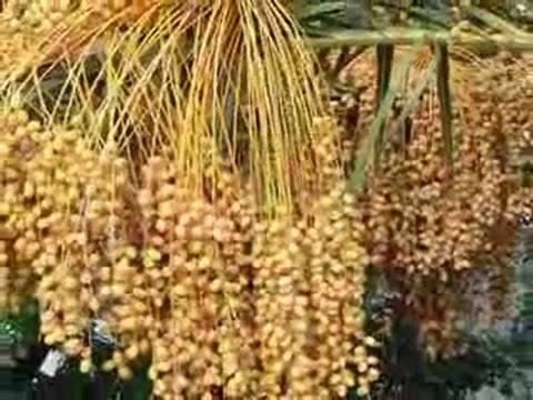 KERKÜK TÜRKÜSÜ turkbirdev.gen.tr