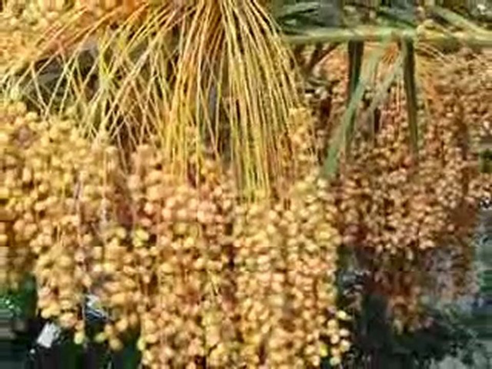 KERKÜK TÜRKÜSÜ http://www.turkbirdev.gen.tr