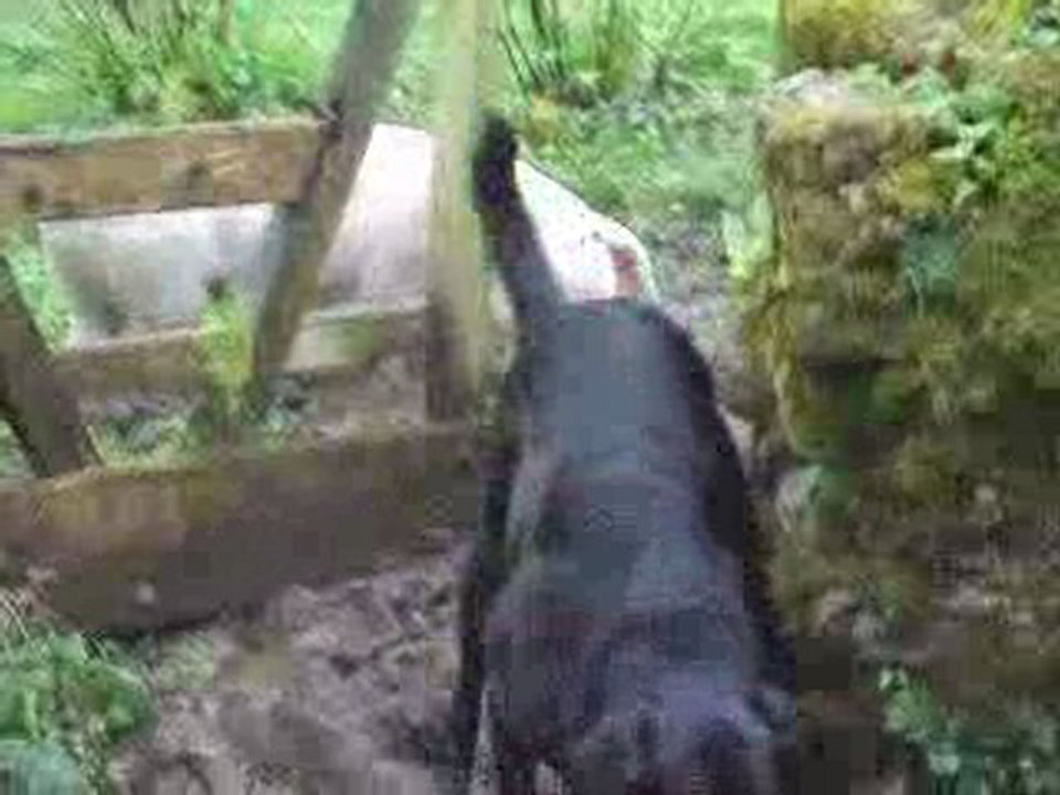 Funny pigs