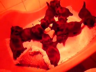 bébés d'Aglaé jouant