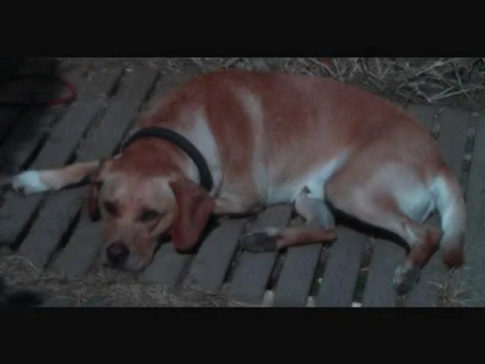 mon ami-mon chien