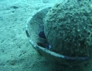 Coconut carrying octopus