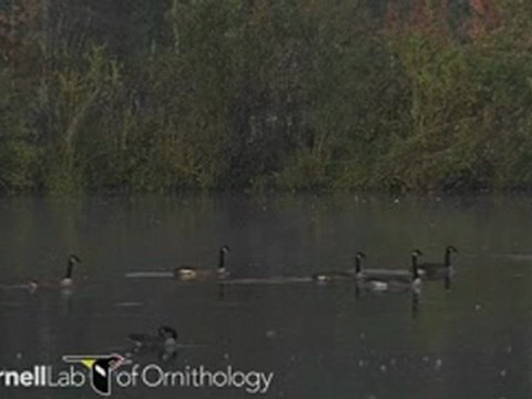 Branta canadensis