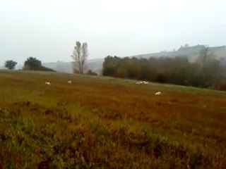 chiens courants:matinée sur lièvre