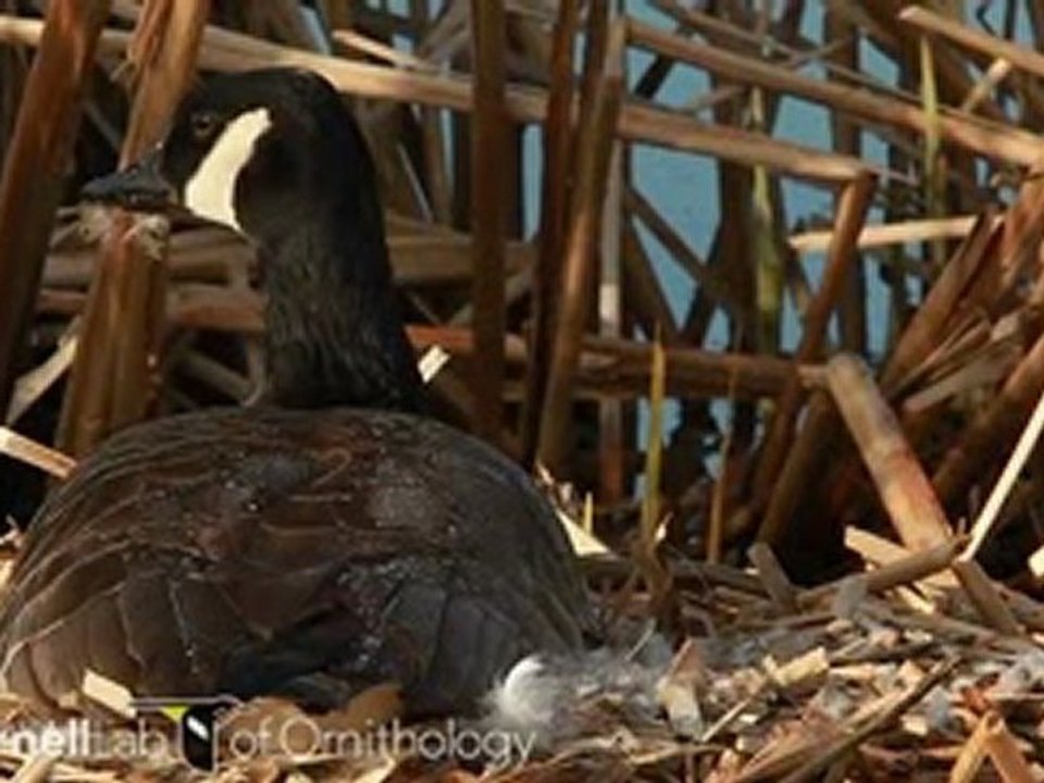 Branta canadensis