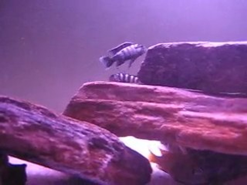 MVI_4556
