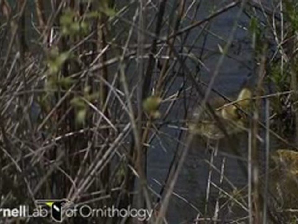 Branta canadensis