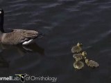 Branta canadensis