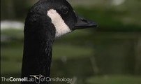 Branta canadensis