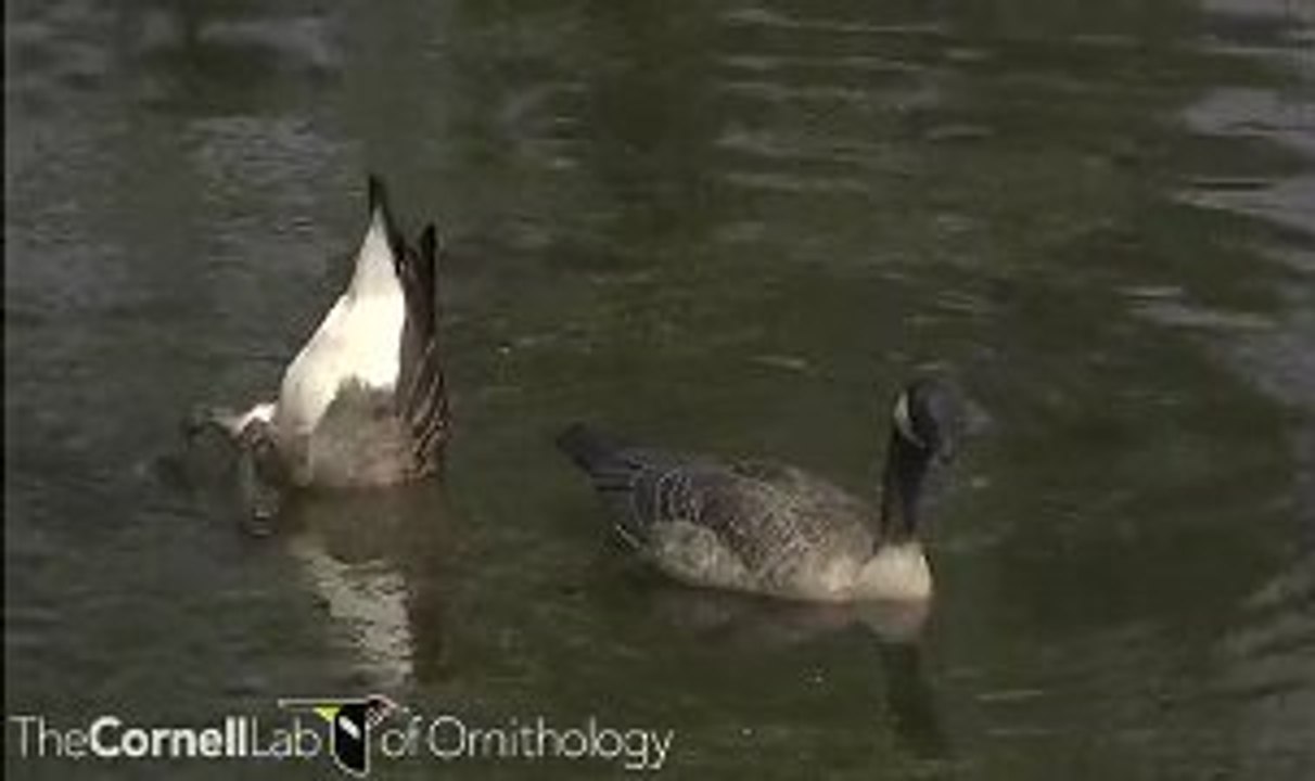 Branta canadensis