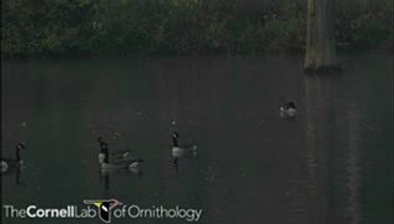 Branta canadensis