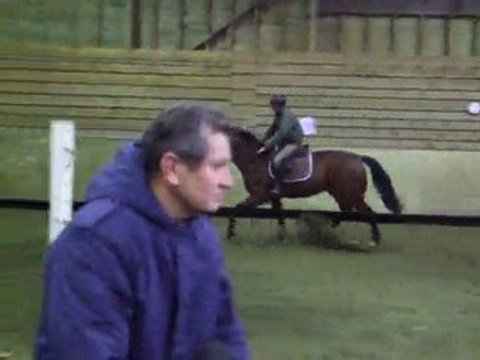 Poulain Selle Français de 2 ans et demi