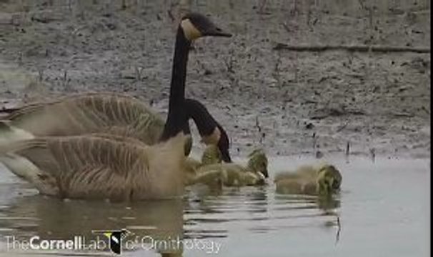 Branta canadensis