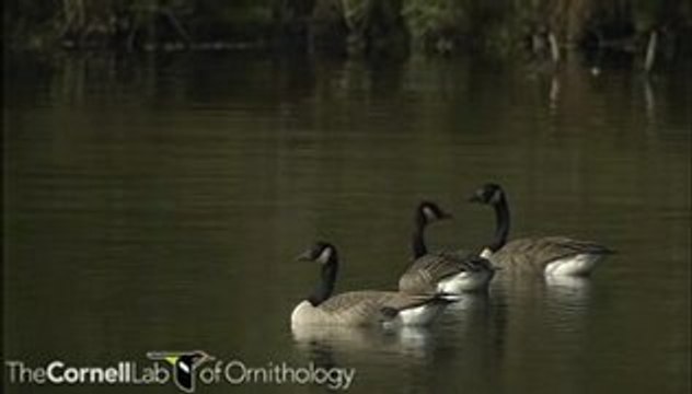 Branta canadensis