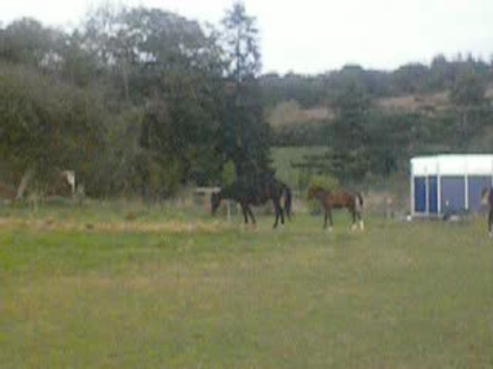 Le poulain de ma futur juju!!!