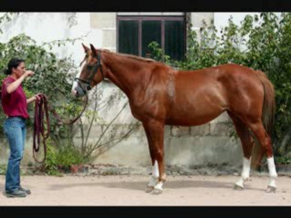 A VENDRE jument SELLE FRANCAIS A en vendee