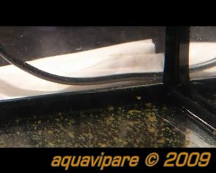 petits néons roses en train de manger des artémias