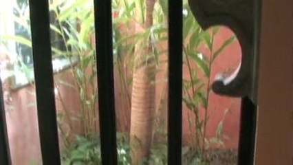 Bridget Beari goes to Costa Rica