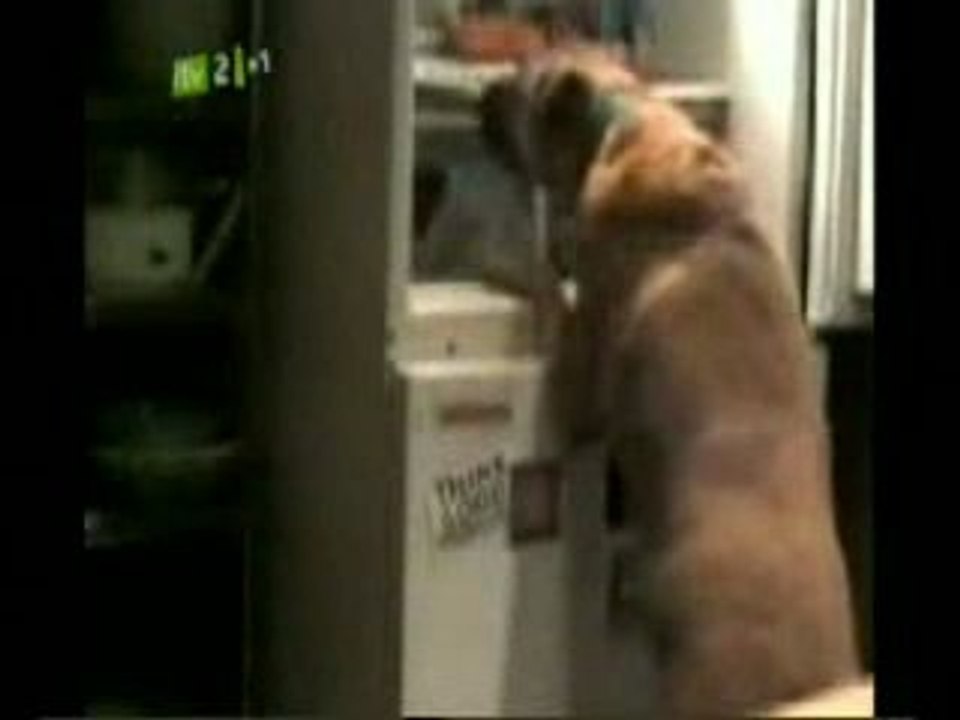 Pets Do The Funniest Things