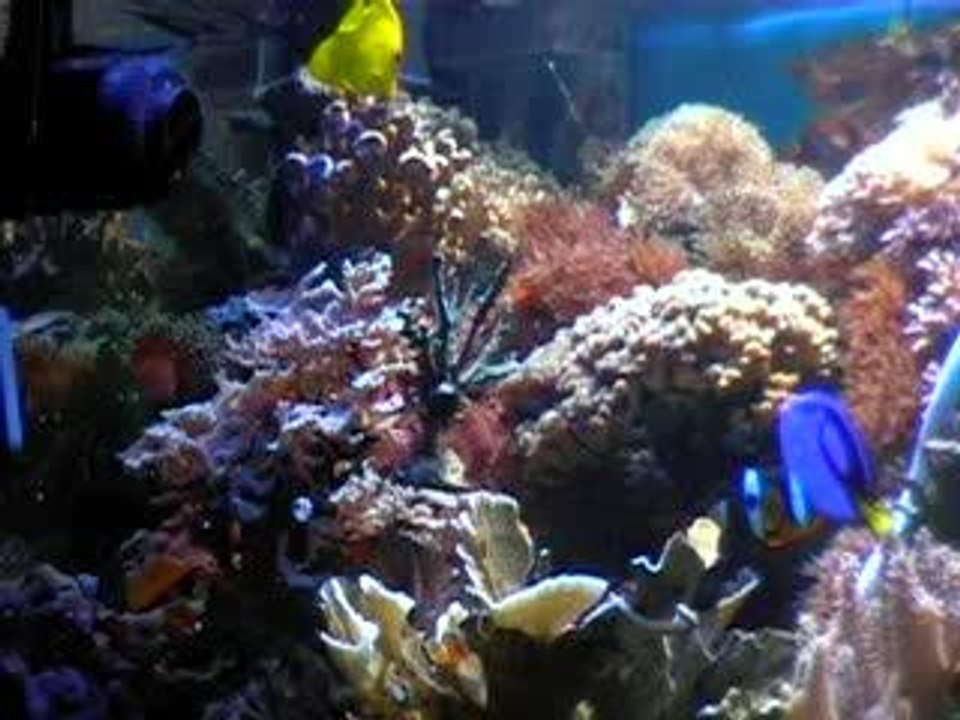 Aquarium-recifal