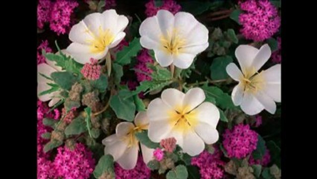 Belles fleurs avec très jolie musique