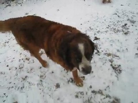 Les chiens sous la neige 17 12 09 001