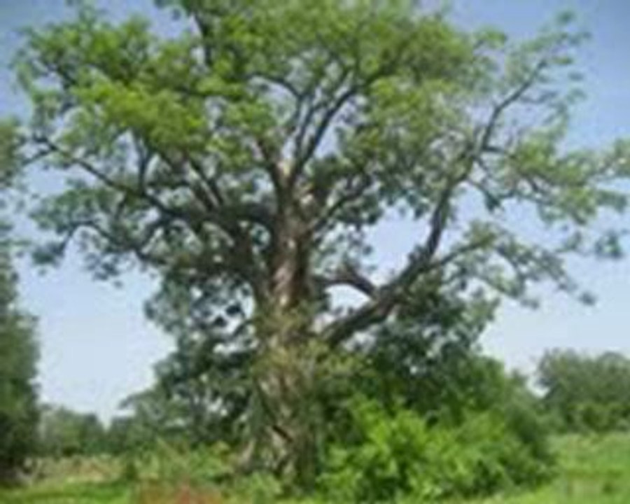 Lregion des savanes du togo