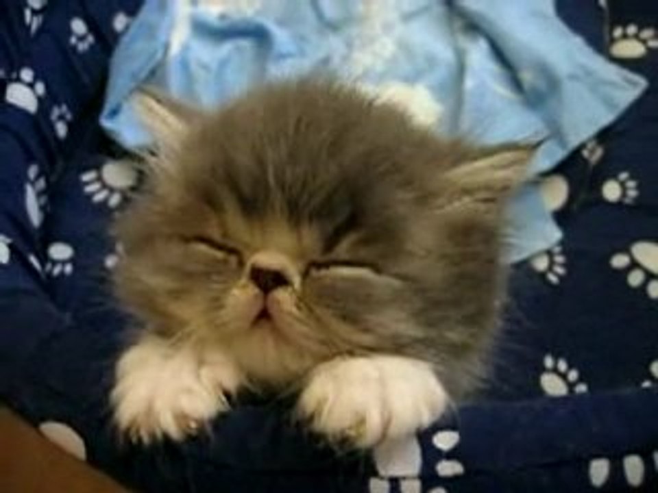 Chaton Dormeur (HQ) ;o)