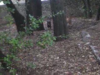 Les merdeuses au Bois sacré