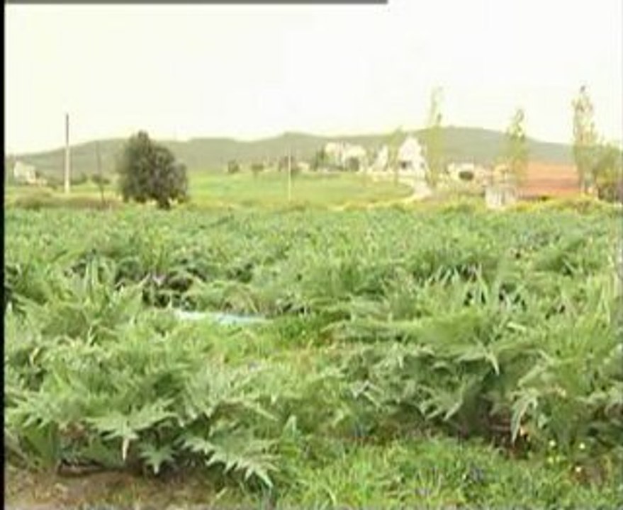 çiçek tablasi yenen sebzeler