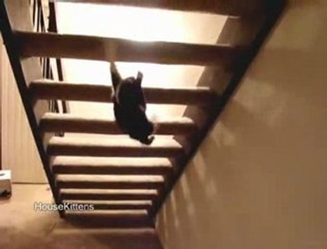 Les chats stars du web (1)