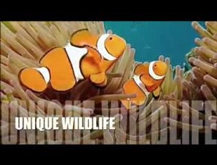 'Meilleur job du monde' : la candidature de Manon