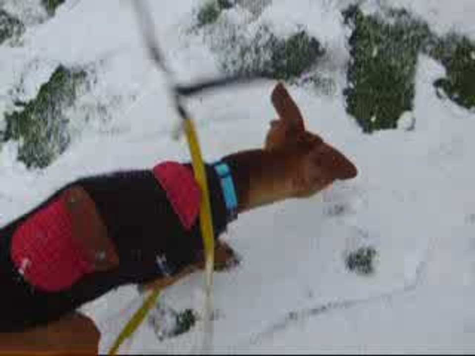 Filou joue dans la neige